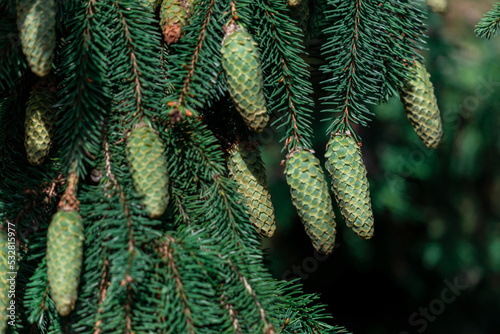 Tree cones with resin bumping between pine needles.
