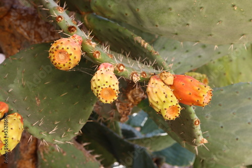 A large and prickly cactus grows in a city park.