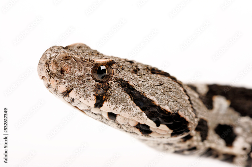 Obraz premium Ottoman viper // Kleinasiatische Bergotter (Montivipera xanthina)