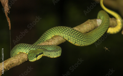 Green snake on a branch; green pit viper flicking its tongue lying on a flat branch of a 
tree; green pit viper from a wet tropical rain forest in Sri Lanka 