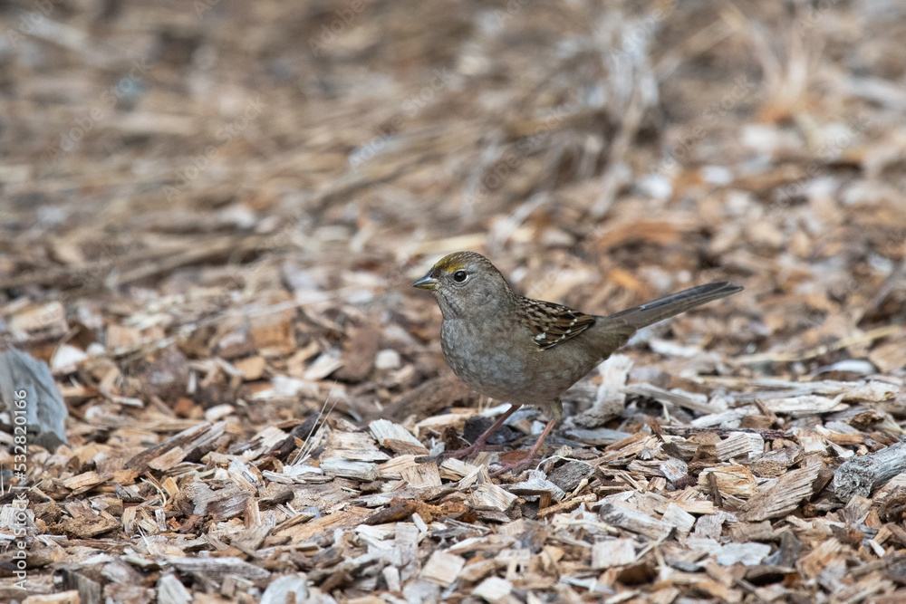 Gold-Crowned Sparrow Foraging in the Trail Bark Gold-Crowned Sparrow Foraging in the Trail Bark