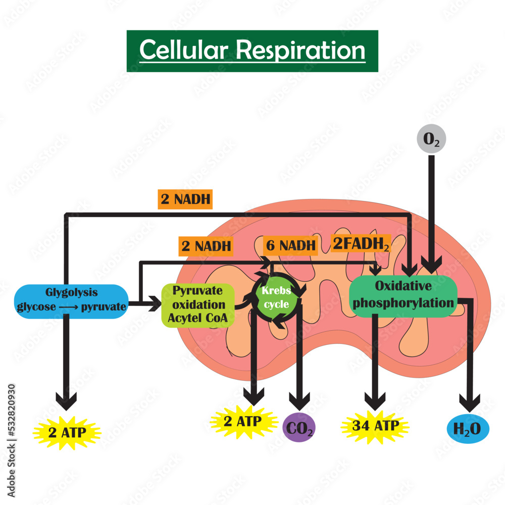 Cellular Respiration What Is It Its Purpose And More 56 OFF