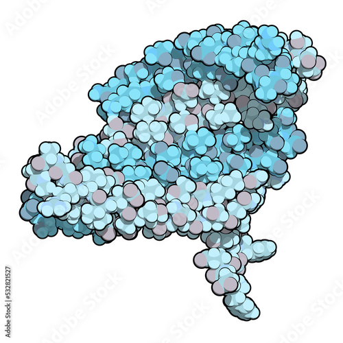 Silk fibroin fragment (N-terminal domain). Fibroin is one of the two main components of silk, produced by the silkworm (Bombyx mori). photo