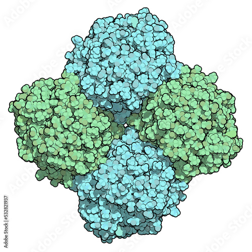 Neuraminidase enzyme. Structure of H5N1 avian influenza neuraminidase. photo