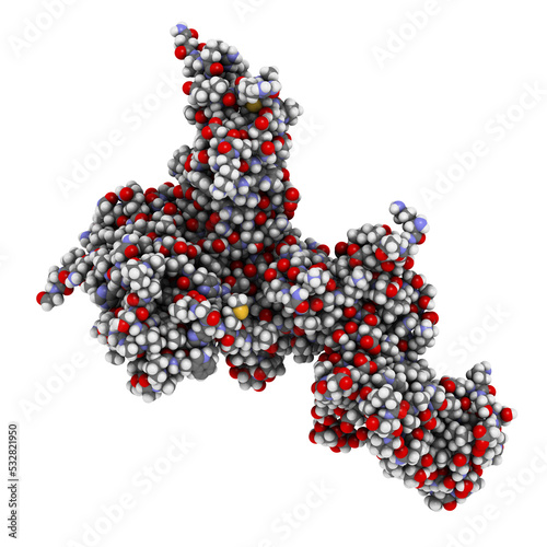 Interleukin 23 (IL-23) protein molecule. Target of ustekinumab, a monoclonal antibody used in treatment of psoriasis. photo