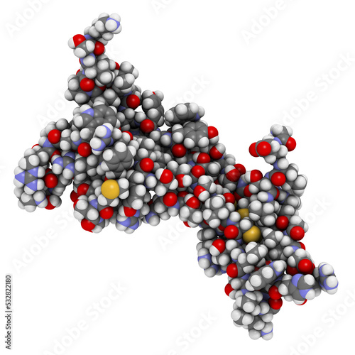 Brain-derived neurotrophic factor (BDNF) protein molecule.