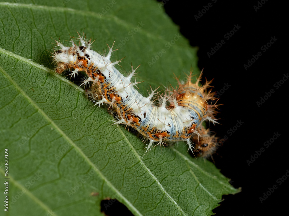 European Comma caterpillar. Polygonia c-album. European Comma caterpillar. Polygonia c-album.