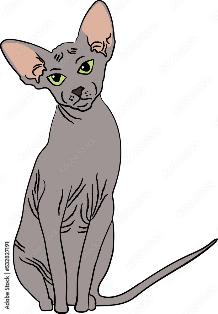 peterbald cat breed clipart animal cartoon
