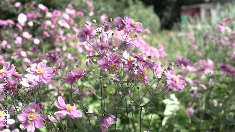 Blumen wehen im Wind Blumen wehen im Wind