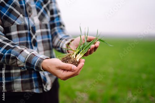 Young Green wheat seedlings in the hands of a farmer. Agriculture, gardening or ecology concept.