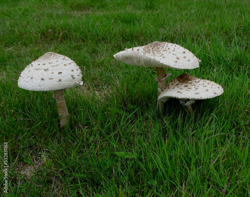 Parasol Mushrooms.