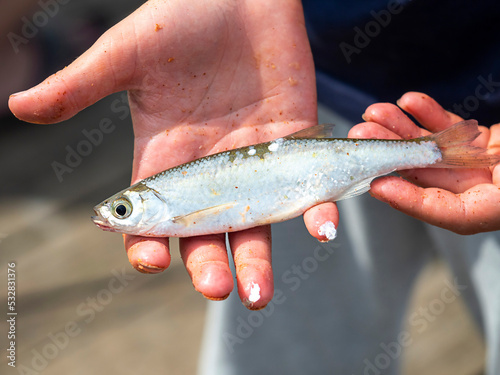 Fototapeta Naklejka Na Ścianę i Meble -  Fish in the hands of man. Fishing, favorite hobby, recreation.