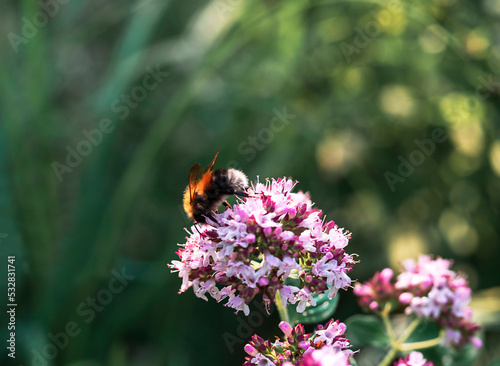 Bumblebee on a flower. Concept of nature, ecology.