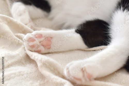 Cat toe beans on the sofa. Tabby cat sitting on the sofa at home.  Copy space is on the blurry parts of photo.  Selective focus. © Maliflower73