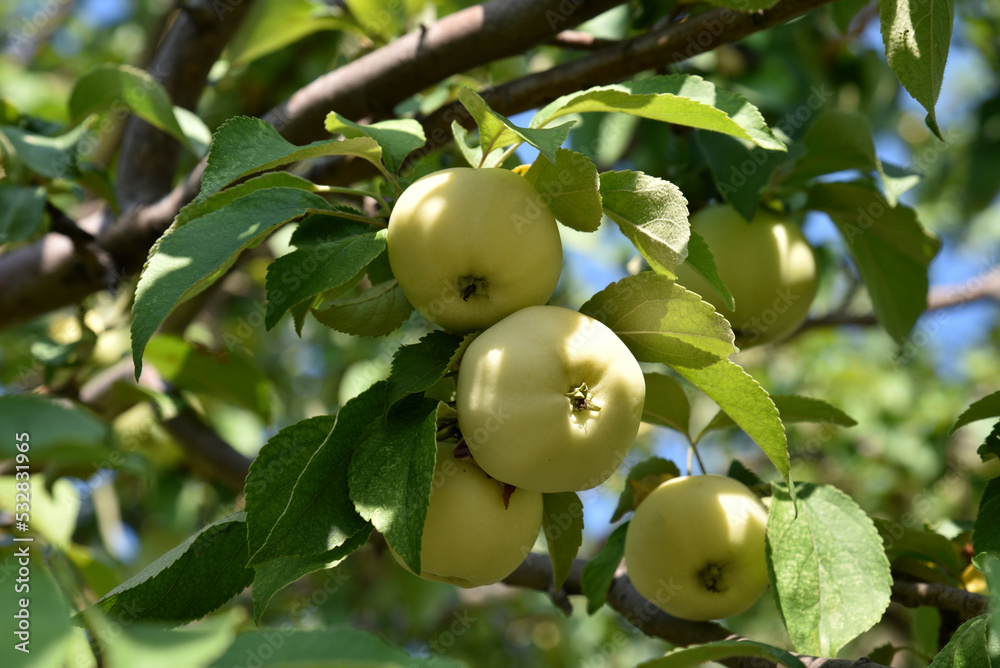 Yellow-green large apples on the branches of an apple tree in autumn. Delicious apples in the garden. Yellow-green large apples on the branches of an apple tree in autumn. Delicious apples in the garden.