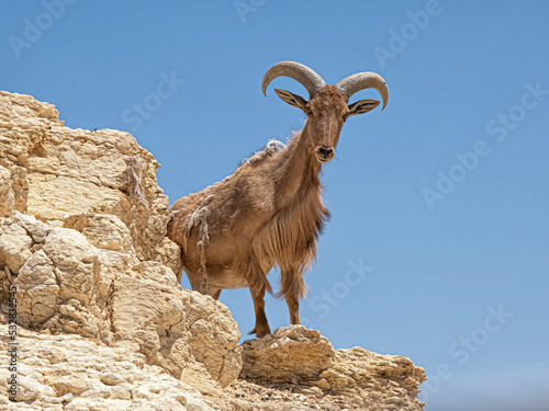 Barbary sheep or Ammotragus lervia standing on the rock