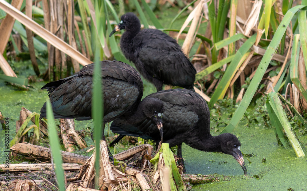 Photograph of a Bare-faced ibis, found in Canoas, Rio Grande do Sul, Brazil.