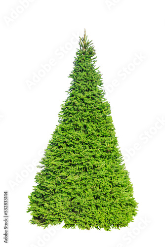 Dense Christmas tree without decorations, isolated on white background