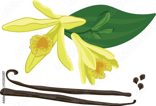 Vanilla planifolia sticks flowers and seeds vector image on white background