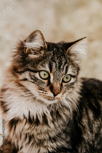 The green-eyed cat and its green gaze