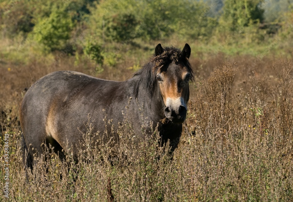 Fototapeta premium horse in a field