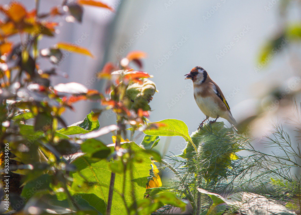 Fototapeta premium Szczygieł, ptak, polska, ogród , jesień, autumn