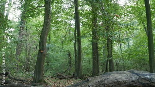 beech forest in summer with deadwood