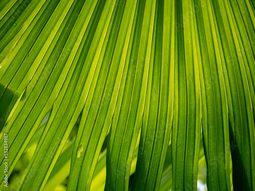 light shinig through a leaf in the jungle (closeup)