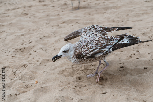 Beauty portrait of the seagull on the sand beach in Italy. Finding meal