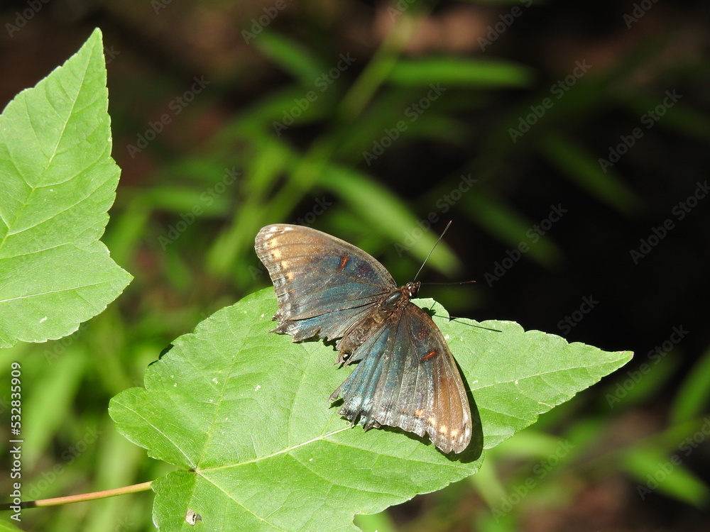 Red-spotted purple butterfly, limenitis arthemis astyanax, with its wings tattered from old age, at the Bombay Hook National Wildlife Refuge, in Kent County, Smyrna, Delaware. Red-spotted purple butterfly, limenitis arthemis astyanax, with its wings tattered from old age, at the Bombay Hook National Wildlife Refuge, in Kent County, Smyrna, Delaware.