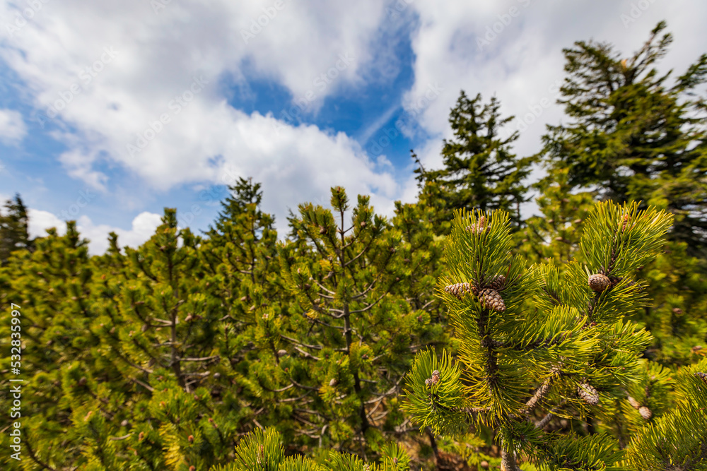 green conifer trees against a blue cloudy sky