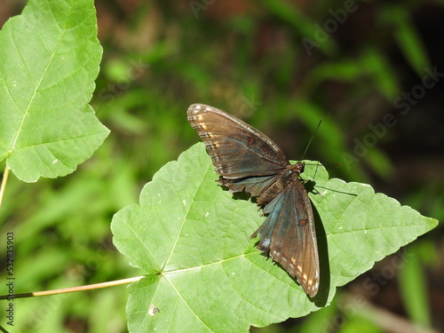 Red-spotted purple butterfly, limenitis arthemis astyanax, with its wings tattered from old age, at the Bombay Hook National Wildlife Refuge, in Kent County, Smyrna, Delaware.