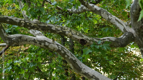 The trunk, bark, leaves and fruits of Platanus occidentalis, also known as the American, London plane tree. Bark of the sycamore tree. Maple. Sycamore. Different colors of the tree trunk. 