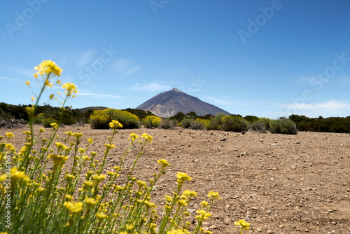 Yellow flowers with Teide Volcano