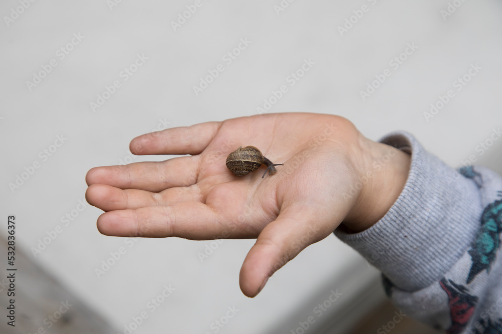 Earth snail on children hand