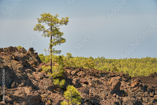Single fir standing out over a fir wood with lava rocks