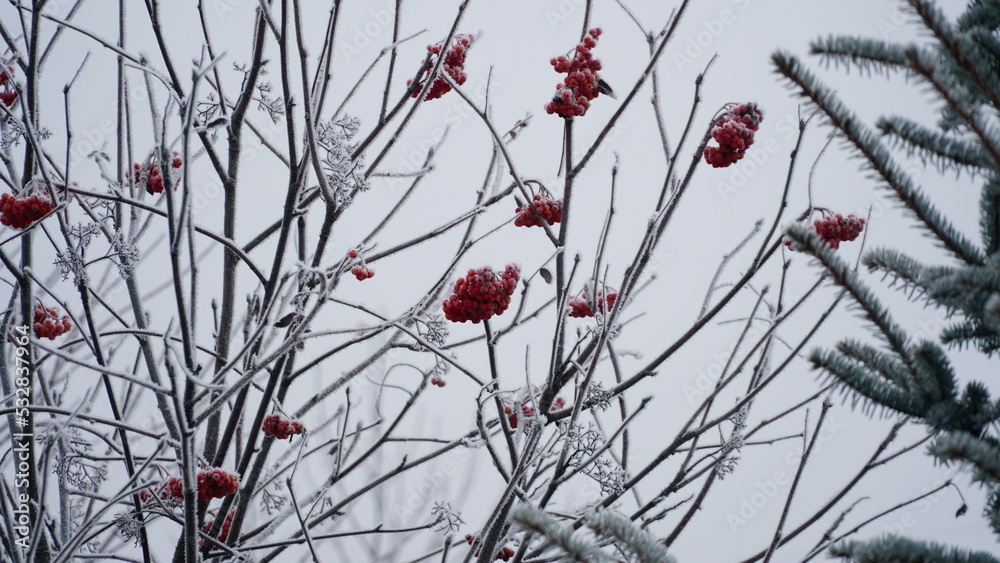 grass covered with frost in the first autumn frosts, abstract natural background. green leaves of plants covered with frost, top view. Late autumn, the concept of frost.