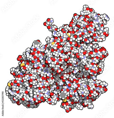 Plasminogen plasmin precursor protein. Plasmin is an enzyme responsible for the breakdown of fibrin (fibrinolysis). photo