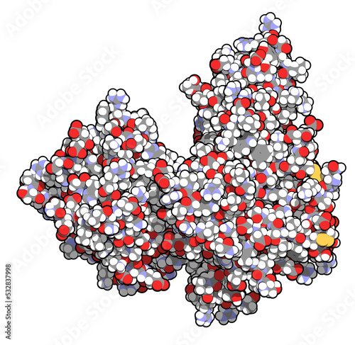 Proprotein convertase subtilisin kexin type 9 (PCSK9) protein. Target of multiple investigational cholesterol lowering drugs. photo