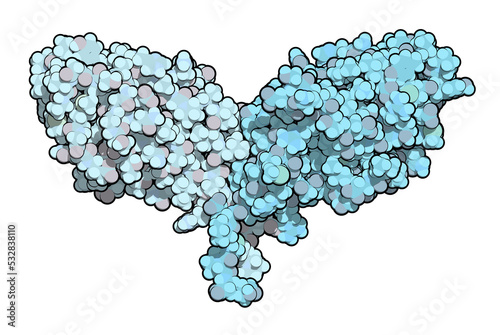 CTLA-4 (Cytotoxic T-lymphocyte-associated protein 4, CD152) protein. CTLA4 blocking antibodies are used in cancer therapy (immune checkpoint blockade therapy).