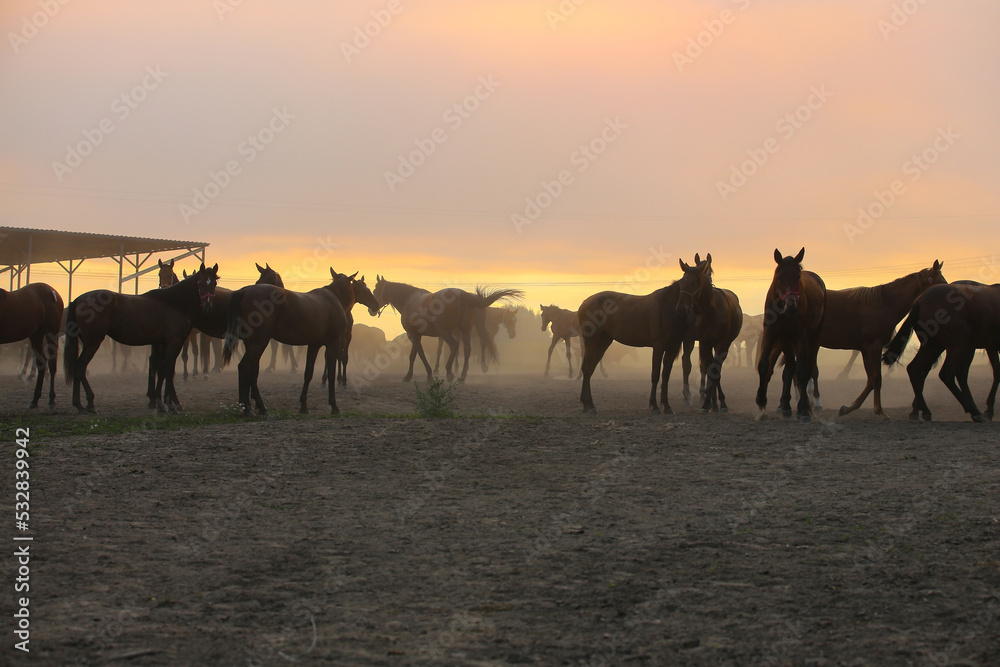 A herd of horses at sunset on a pasture