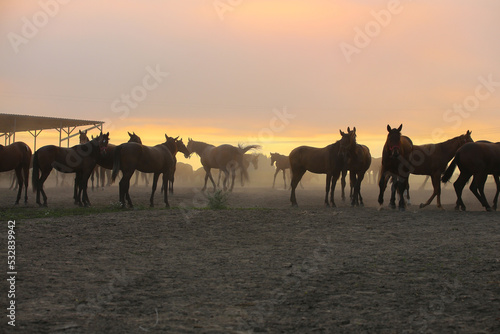 A herd of horses at sunset on a pasture