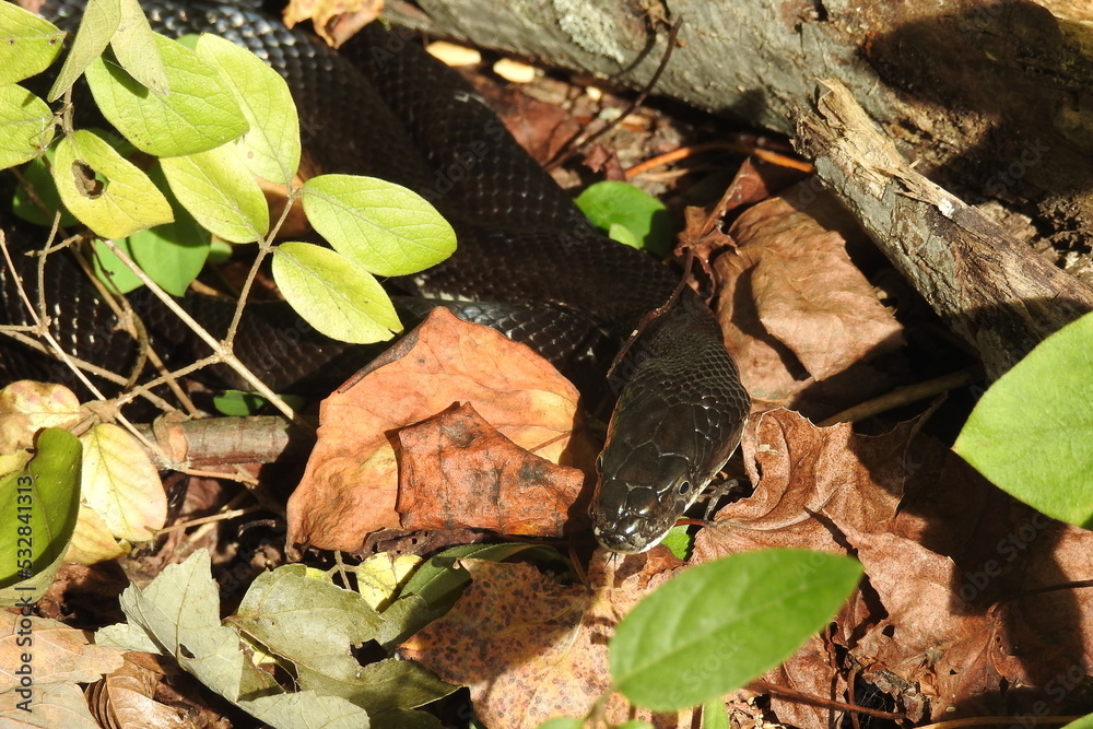 Eastern rat snake naturally camouflaged within the woodland foliage, in Lums Pond State Park, New Castle County, Delaware. Eastern rat snake naturally camouflaged within the woodland foliage, in Lums Pond State Park, New Castle County, Delaware.