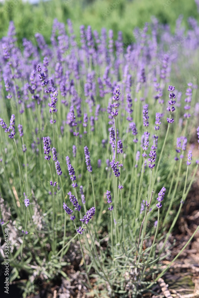 Obraz premium lavender field in region