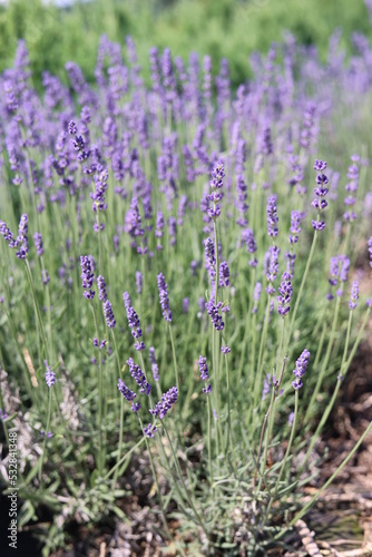 lavender field in region