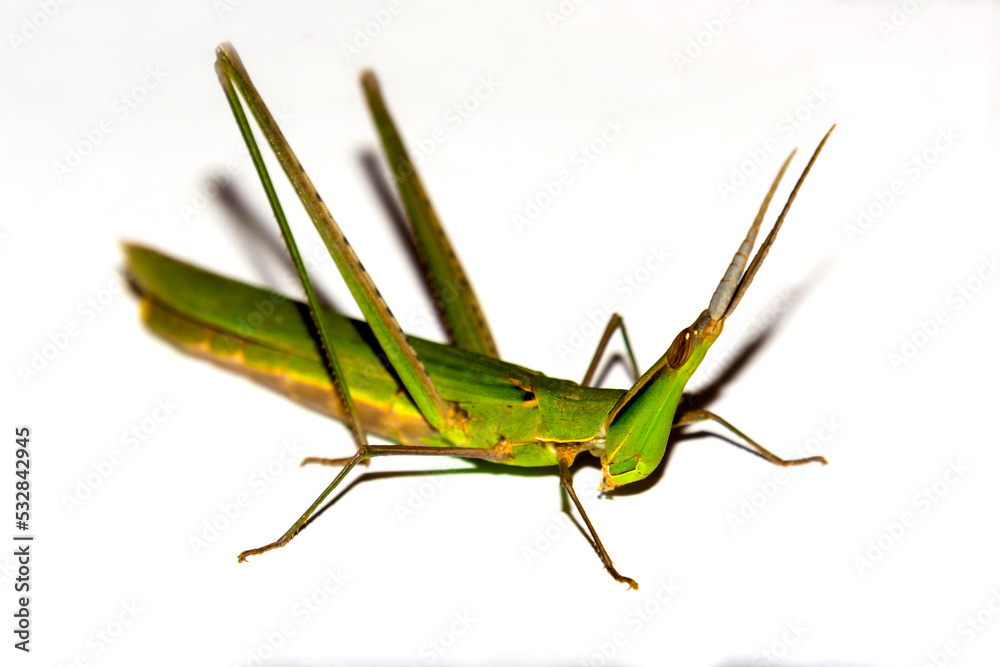 Large green cone-headed grasshopper with white background Large green cone-headed grasshopper with white background