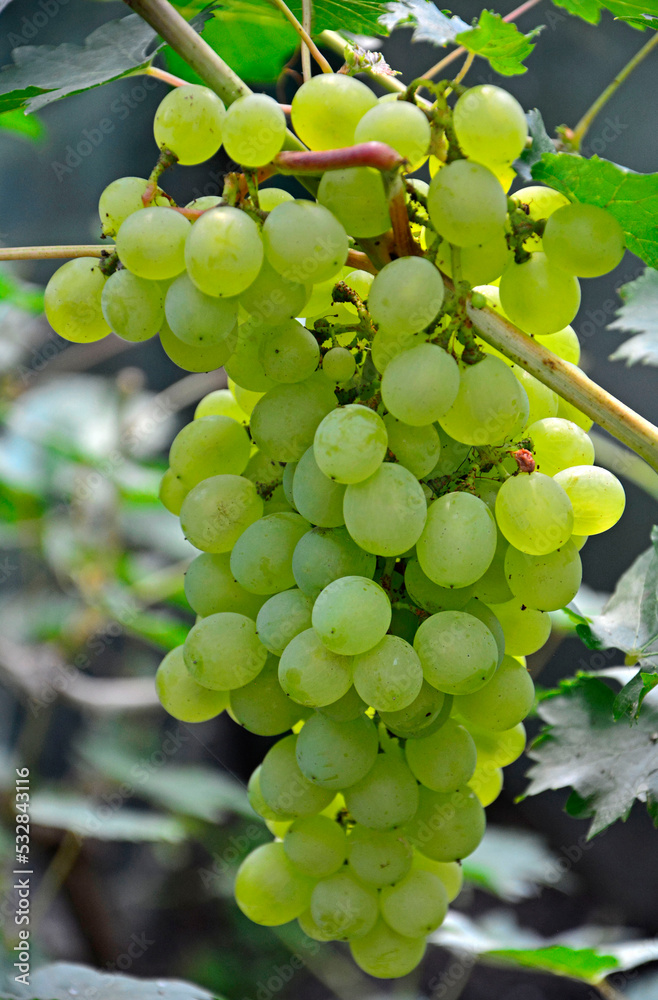dojrzałe winogrona na krzewie, kiść zielonych winogron