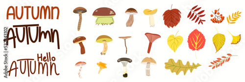 A large set of mushrooms, foliage and inscriptions. A group of autumn vector illustrations in a flat style.