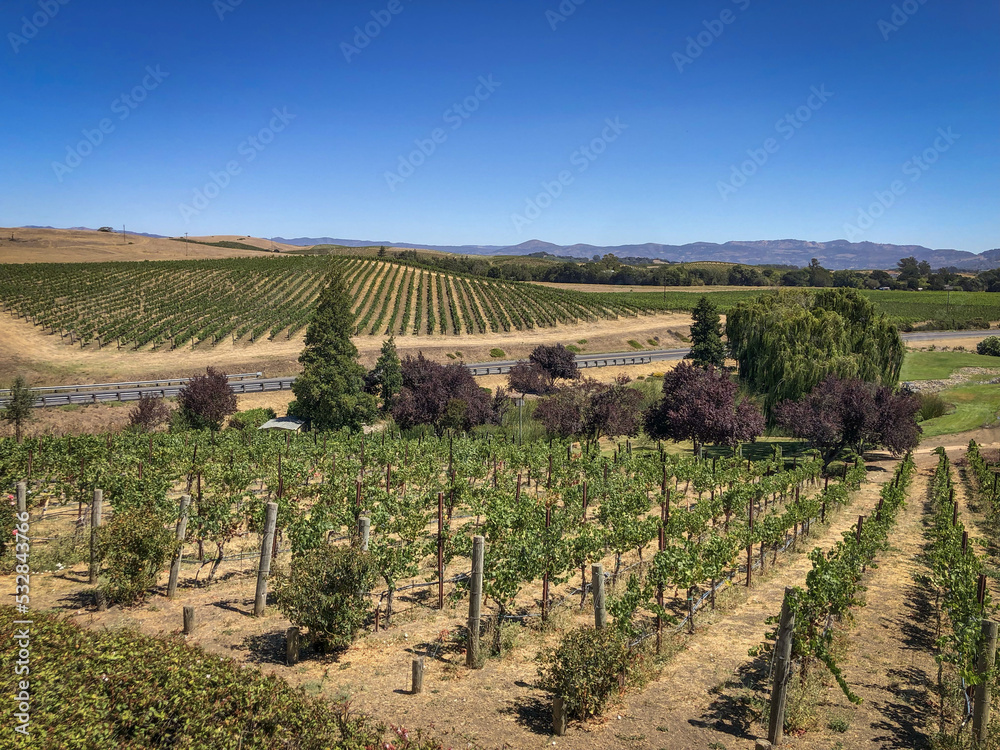 Napa, CA USA - August 22, 2022: Sprawling vineyards over landscape, located in Napa County.