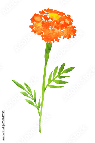 Marigold flower.Hand drawn Illustration in watercolor isolated on a white background.symbol of mexican holiday Day of dead.